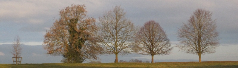 Fractal Trees